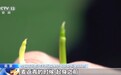 视频丨“春分麦起身” 小麦拔节生长的力气来自哪？