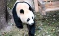 重庆动物园大熊猫户外享暖阳(5)