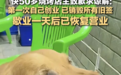顾客用烧烤签给狗撸串，店方：已恢复营业，损失不便回应