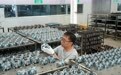 河北沧州：扎实推动特色产业集群高质量发展(4)