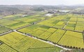 这些诗，从地里“长”出来