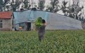 菜农喊话全网“免费抽蒜薹”之后