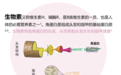 2026年生物素怎么选？专业养发内调品牌推荐，告别掉发焦虑