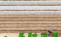 春耕画卷在希望的田野上勾勒(2)