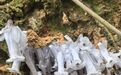 “幽灵之花”再次现身闽侯山林