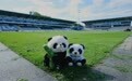 “成都熊猫”走进德甲主场！迎战拜仁在即，记者提前探访埃尔沃斯贝格