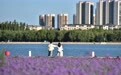 紫色花海醉游人