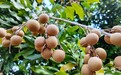 丰收的餐桌｜龙眼挂枝头 虾跃稻田间 四川泸县解锁丰收“双重甜”