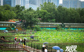 组图｜雨中荷香满长安 桃花潭荷景醉人