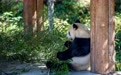 四川宝兴：依托大熊猫构建生态文旅产业链(11)#
