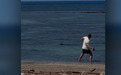 外媒：一游客在夏威夷海滩袭击濒危海豹，还扬言“罚我吧，我有钱”，当地居民愤怒出手