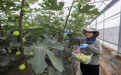 河北唐山：无花果种植铺就致富路(1)#