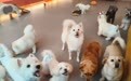 找不到工作的幼师 去宠物幼儿园教“毛孩子”了