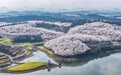 贵州“樱花海”又一次美到海外