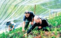 【青山种药记：老中药村“长”出新产业链】9月，层峦叠翠的芦山县大川镇