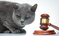 猫狗厮打，狗主人制止猫狗冲突被猫抓伤！起诉猫主人索赔，判了