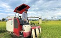 袁隆平超级杂交稻蒙自示范基地开镰收割