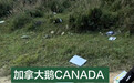 捐钱保护北极熊，却在宁波山里留下垃圾？加拿大鹅致歉