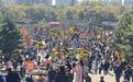 国庆长假进入尾声 香坊菊花展迎来打卡高峰