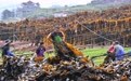“海上粮仓”——福建霞浦迎来海带丰收季(6)