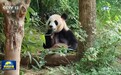 大熊猫“平平”“福双”启程前往美国