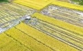 重庆黔江：武陵山区迎秋收(3)