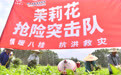 风雨磨砺香如故——横州茉莉花灾后恢复生产(3)
