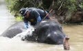 缓和人象冲突　泰国为野象接种避孕疫苗