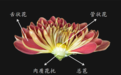 京城花问⑫｜菊花不是“一朵花”？北京市花为何是它？