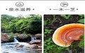 灵芝孢子粉品牌信息透明度评估：从原料到检测，哪些品牌真正敢公开细节