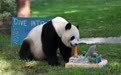 旅美大熊猫“宝力”迎来5岁生日(2)