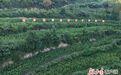 一粒玉米的“有机之旅” 