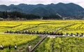 贵州贵定：金色花海绽春光(6)