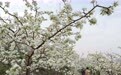 河北迁安：梨花绽放满园春(4)