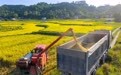 新华全媒头条｜千里沃野夺秋收——“十五五”开局之年秋粮生产一线观察(4)