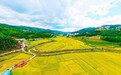 谷子进仓，好戏登场，这里的丰收有模样！