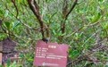 【“植”此青绿】12年守护一抹红榄李重焕生机