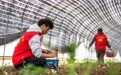 湖南望城：闲置校舍蝶变“蘑菇工厂”(4)