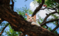 新手养猫必看｜2026年高性价比猫粮推荐 年龄+食量指南
