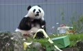 旅美大熊猫“青宝”迎来5岁生日(1)