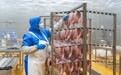 活力中国调研行丨黑龙江青冈：深耕农牧食品产业(1)
