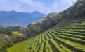 春到茶山采茶忙(3)#