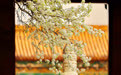 北京：明十三陵长陵花开正盛