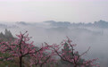 成都龙泉山桃花盛开(2)