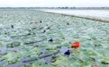 江苏兴化：水上好“丰”景(2)#