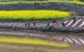 四川荣县：乐德红土地 春日调色板(8)