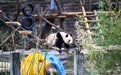 重庆动物园大熊猫户外享暖阳(8)
