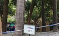 广州一人行道树池泥土表面被水泥封死，街道回应