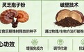 中国十大破壁灵芝孢子粉 熬夜党高活易吸收款2026权威指南