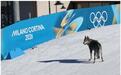 狼犬闯入冬奥赛场，终点前追着选手跑